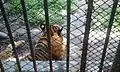 Bengal tiger of Bangladesh national zoo