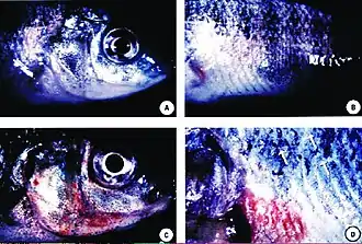 Skin ulcers in tilapia exposed to Pfiesteria shumwayae