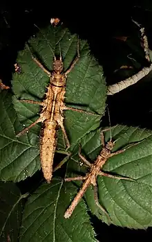 Pair of Tisamenus sp. 'Cagayan'