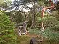 Gnarled pine trees in Tisvilde Hegn