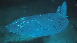 A blue-gray ray swimming just above the bottom