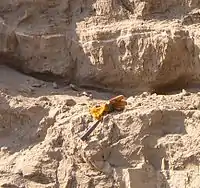  This photo shows several layers of the horizontal Touchet beds – the layers are not as clearly demarked as they were in some of the prior photos. There is a geologist's hammer and a glove in the photo to establish perspective – it suggests the layers are about 1 meter thick. Most significantly, there is a thin, white horizontal line running through the top of one of the layers. This layer consists of two layers of ash deposited by an eruption of Mount St. Helens separated by a thin layer. The ash allows an alternative confirmation of the dating the layer.