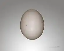 Egg of Streptopelia risoria