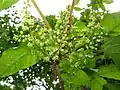 Male flowers of T. orientale, Mount Nishi-Azuma, Fukushima Prefect