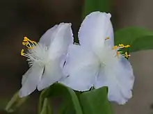 Inflorescence of Tradescantia ozarkana in Osage Township, Carroll County, Arkansas