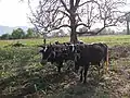 Traditional farming in Banghushree.