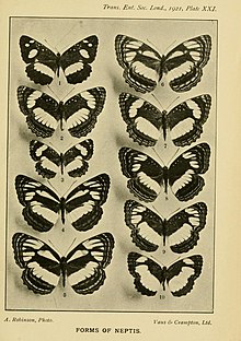 African Neptis. Plate accompanying a classic study by Harry Eltringham