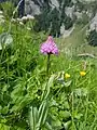 Traunsteinera globosa near Meglisalp, Alpstein mountain range, Switzerland