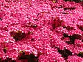 Rhododendron hedge