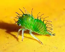 Tree hopper nymph Stictocephala spp.