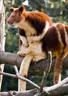 Two Goodfellow's tree-kangaroos, (Dendrolagus goodfellowi)