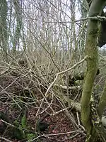 Unusual "treelets" growing from a fallen ash tree in Lawthorn Wood, Ayrshire, Scotland