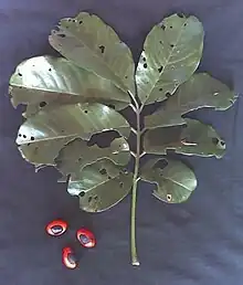 Seeds and compound leaf (showing insect damage)