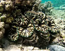 Live Tridacna squamosa (la Réunion)