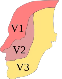 Profile of the head, with the three sub-nerves color-coded