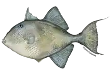 The gray triggerfish, Balistes capriscus, is similar in color to the ocean triggerfish but lacks a characteristic black marking at the base of its pectoral fins. (Image credit NOAA Fisheries)