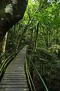 Suspended trail into the woods