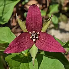 Trillium erectum - Stephen's Gulch CA