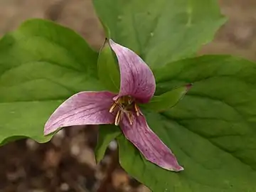 The flower starts white, but often becomes pink as it matures