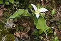 Trillium ovatum