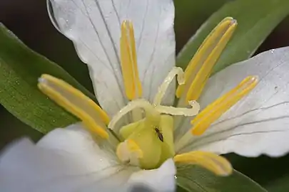 Supported by thin white filaments, the yellow anthers are 4–16 mm long