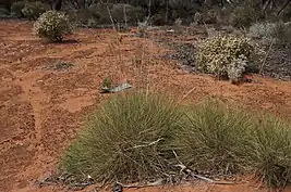 Grass tussock within a desert area