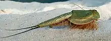 Tadpole shrimp facing left on desert sand