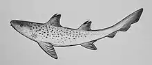 Restoration of "Tristychius"