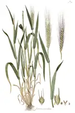 Botanical illustration of emmer wheat