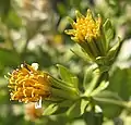 Flower heads (var. californica)