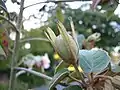 Seed pod