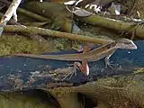 Northern water dragon at Fogg Dam Conservation Reserve, Northern Territory, Australia