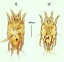 Female and male "Trouessartia capens"