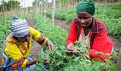 Tuamini farmers in Mafinga, Tanzania