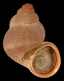 Apertural view of a shell and an operculum of the land snail Tudorella sulcata in the family Pomatiidae