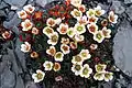 Tufted saxifrage