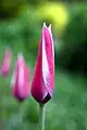 Tulipa clusiana 'Peppermintstick' in the evening