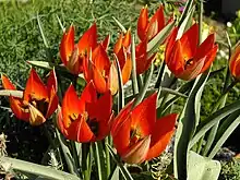 Group of T orphanidea flowers