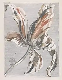 Dutch à la poupée print in three colours, of a tulip, c. 1690s.  Workshop of Johannes Teyler