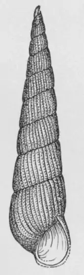 Turbonilla stimpsoni created by Bush in 1899