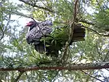 Turkey vulture perched in a Redwood tree near Sveadal.  The vulture, along with several others nearby, eye carrion below.