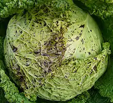 "Turnip yellow mosaic virus" on cabbage, found in Bělidla, Olomouc, Moravia, Czech Republic