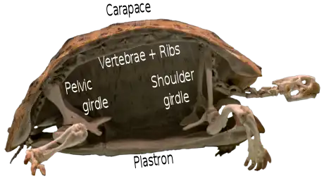 Photograph of one half of a tortoise skeleton, cut in half vertically showing the vertebrae following curving along the carapace