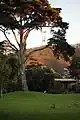 Meadow at San Francisco Botanical Garden