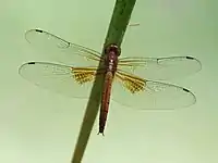 Adult female