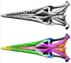 Drawing of a mosasaur skull's underside