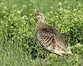 Prairie sharp-tailed grouse