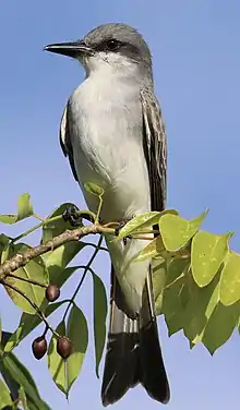 Pitirre (Tyrannus dominicensis)