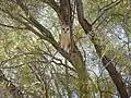 Barn owl on Angas Downs IPA, NT