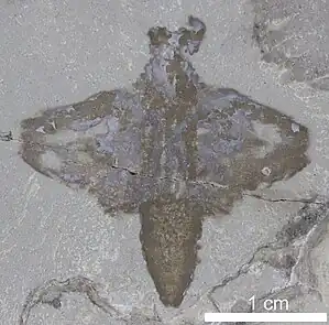 A specimen of the “Waukesha Butterfly Animal”, an unnamed enigmatic arthropod from the Waukesha biota, nicknamed due to its carapace resembling the wings of a butterfly (which it is not related to).